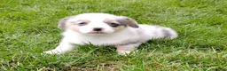 Welsh Corgi Pembroke dogs for sale: Welsh Corgi Pembroke 1 - Ad 5