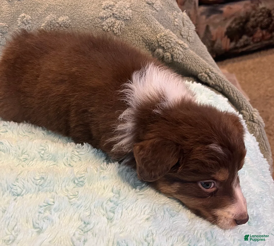 Australian Shepherd dogs for sale: Millie - Ad 5