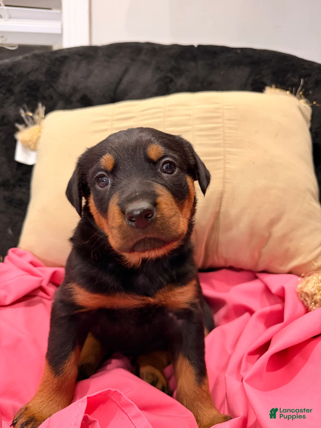 Rottweiler dogs for sale: Rottweiler Puppy 1 - Ad 19
