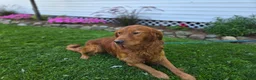 Golden Retriever dogs for sale: Connor - Ad 5