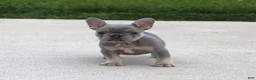 French Bulldog dogs for sale: Lilly - Ad 2