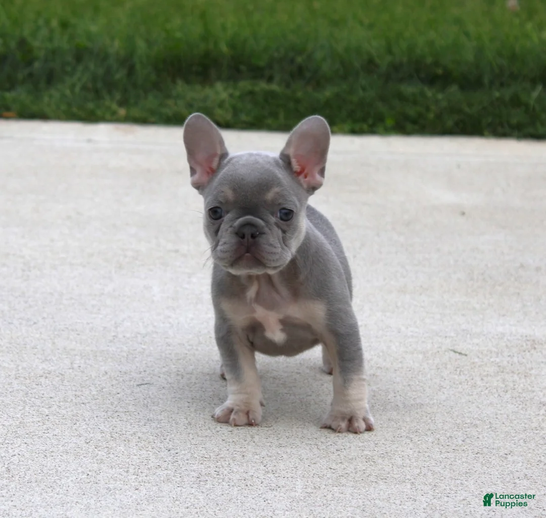 French Bulldog dogs for sale: Lilly - Ad 2