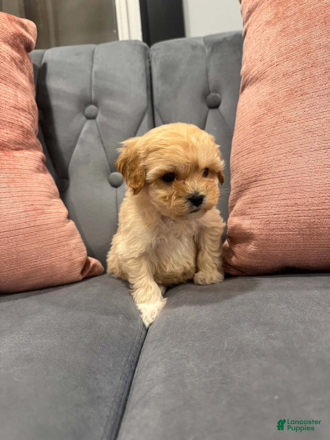 Cavapoo dogs for sale: Topper - Ad 4