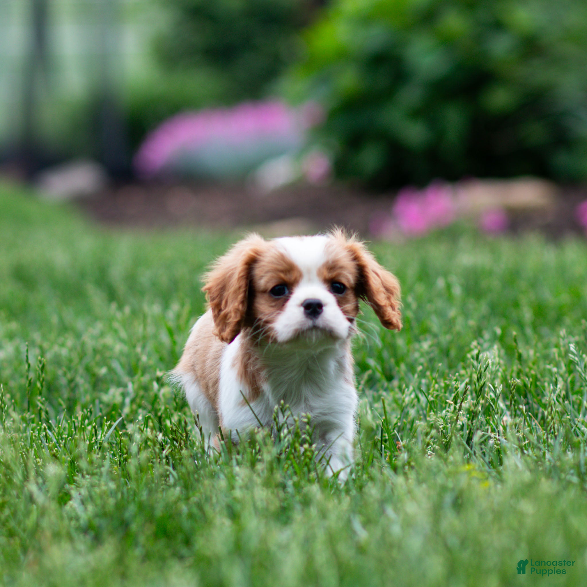Cavalier King Charles Spaniel dogs Allen Cavalier King Charles Spaniel Puppy  - Ad 2