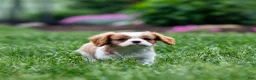 Cavalier King Charles Spaniel dogs for sale: Allen Cavalier King Charles Spaniel Puppy  - Ad 6