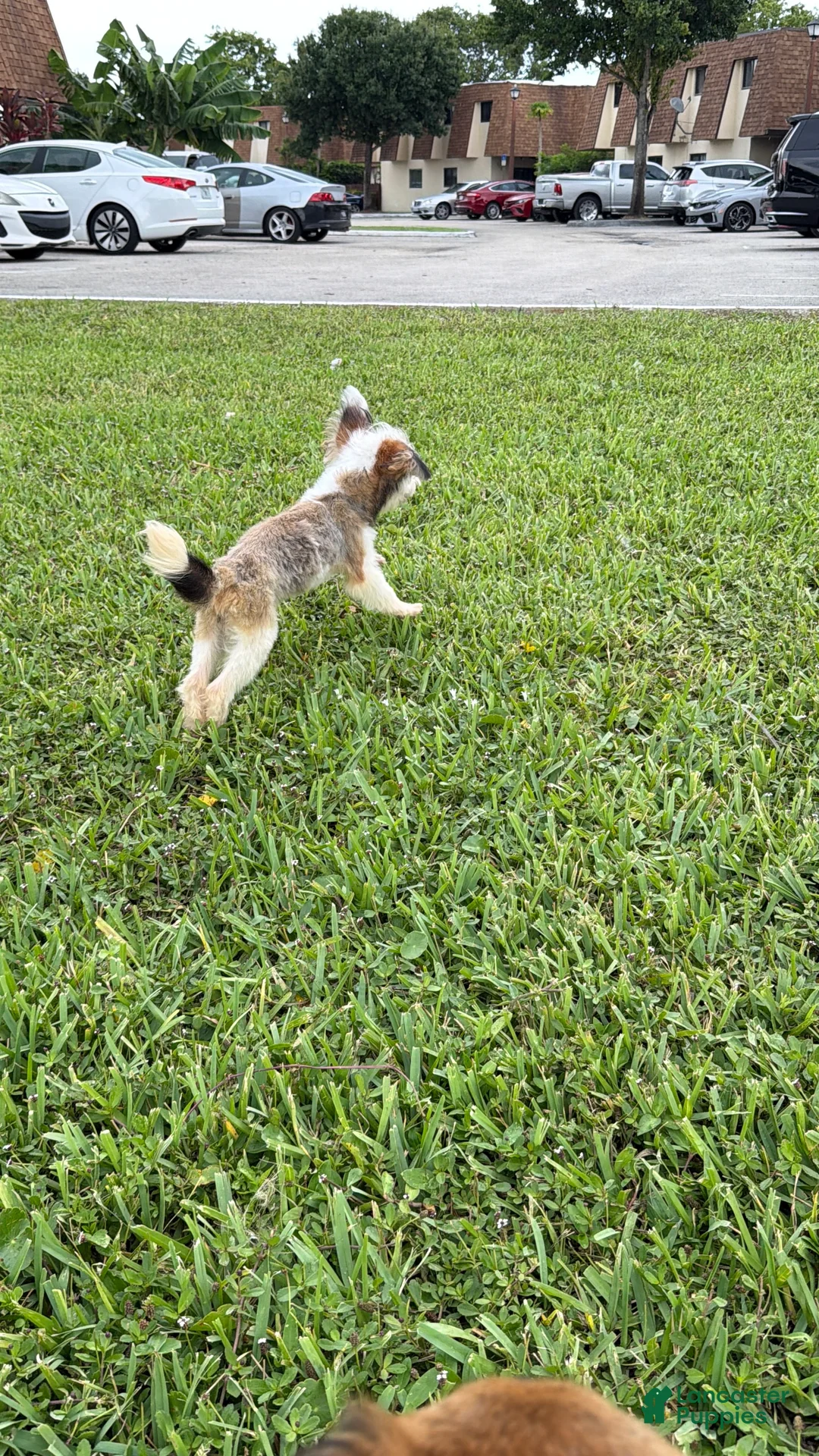 Mixed Breed dogs for sale: Mixed Breed 4 - Ad 2