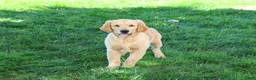 Golden Retriever dogs for sale: Georgie - Ad 2