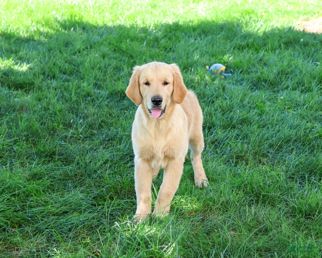 Golden Retriever dogs for sale: Georgie - Ad 2