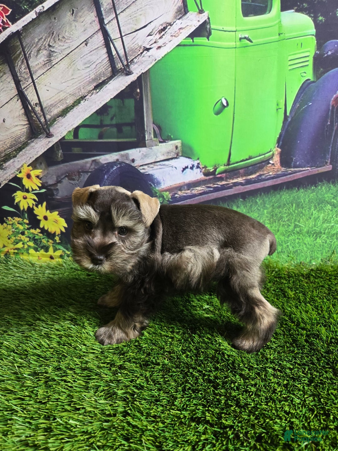 Miniature Schnauzer dogs for sale: Mary - Ad 6