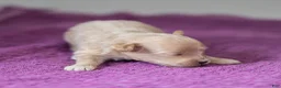 Maltipoo dogs for sale: Jack Maltipoo Puppy  - Ad 8