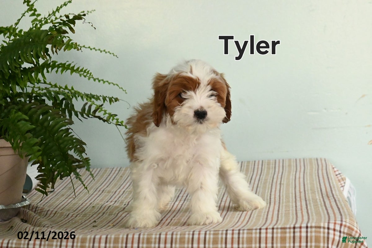 Cavapoo dogs Tyler - Ad 14