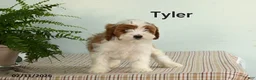 Cavapoo dogs for sale: Tyler - Ad 1