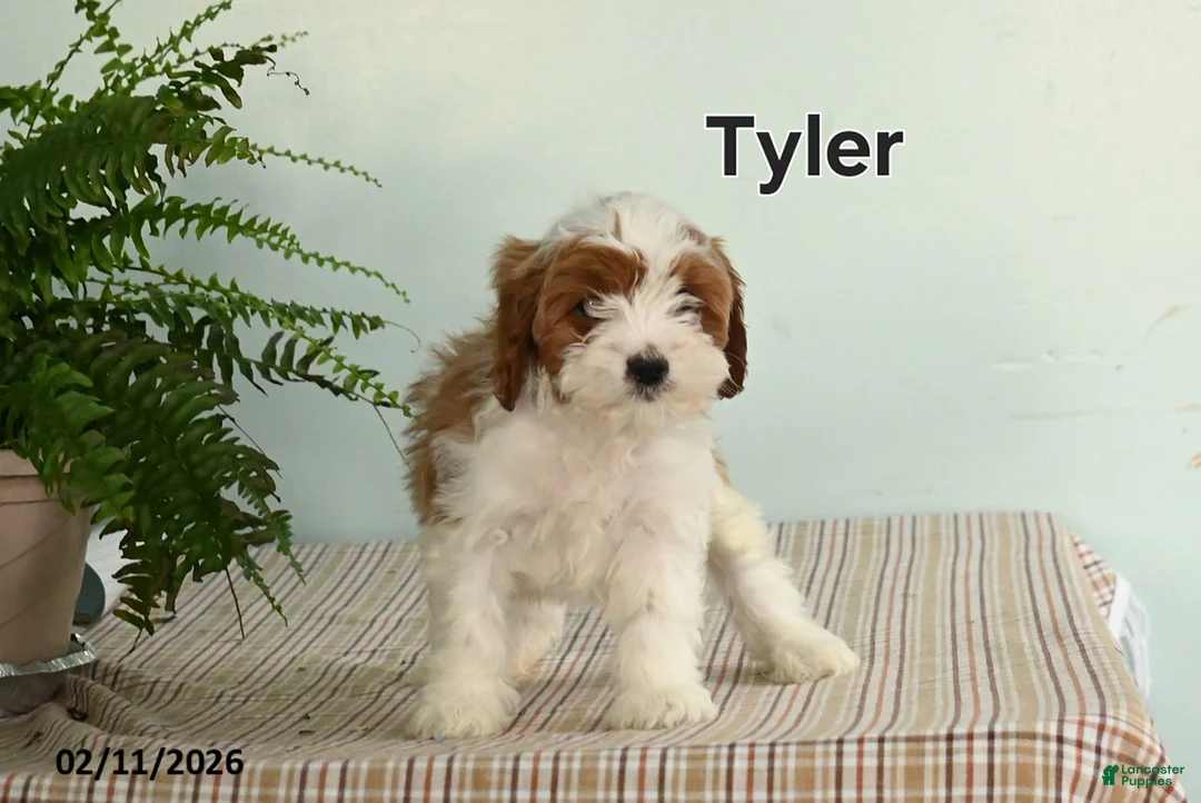 Cavapoo dogs for sale: Tyler - Ad 1