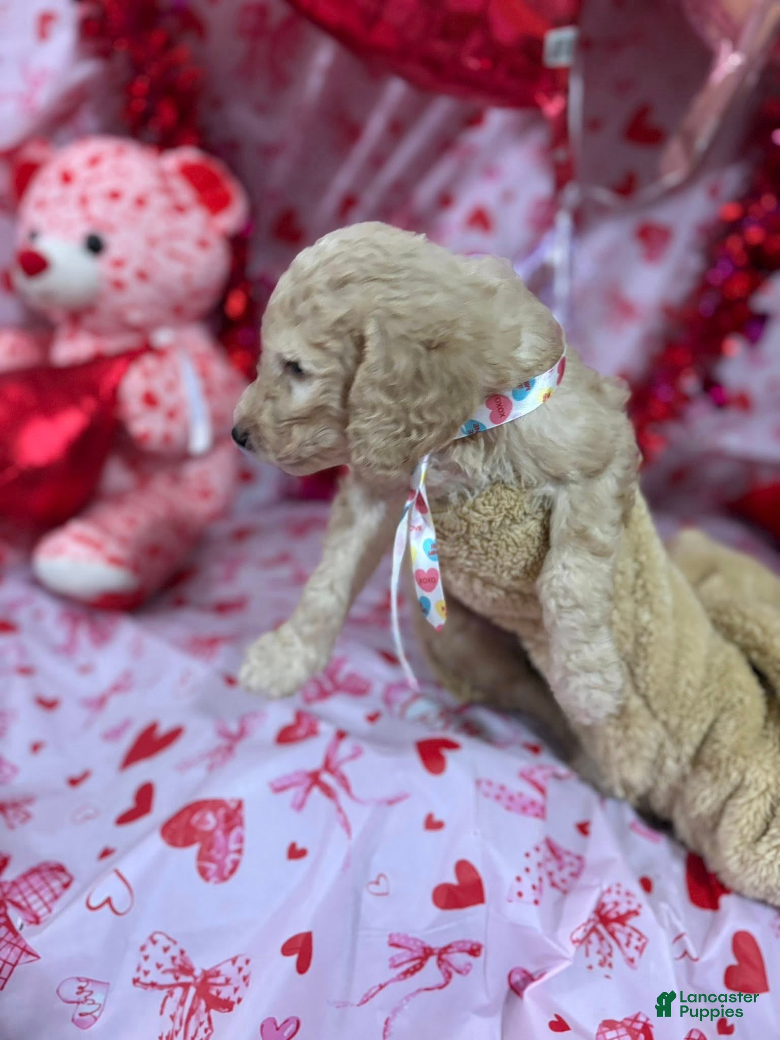 Goldendoodle dogs Goldendoodle Puppy 4 - Ad 18