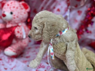 Goldendoodle dogs Goldendoodle Puppy 4 - Ad 18