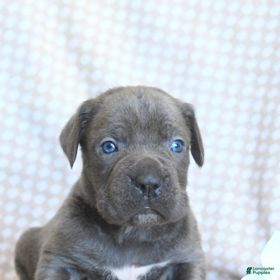 Cane Corso dogs for sale: Carter - Ad 5