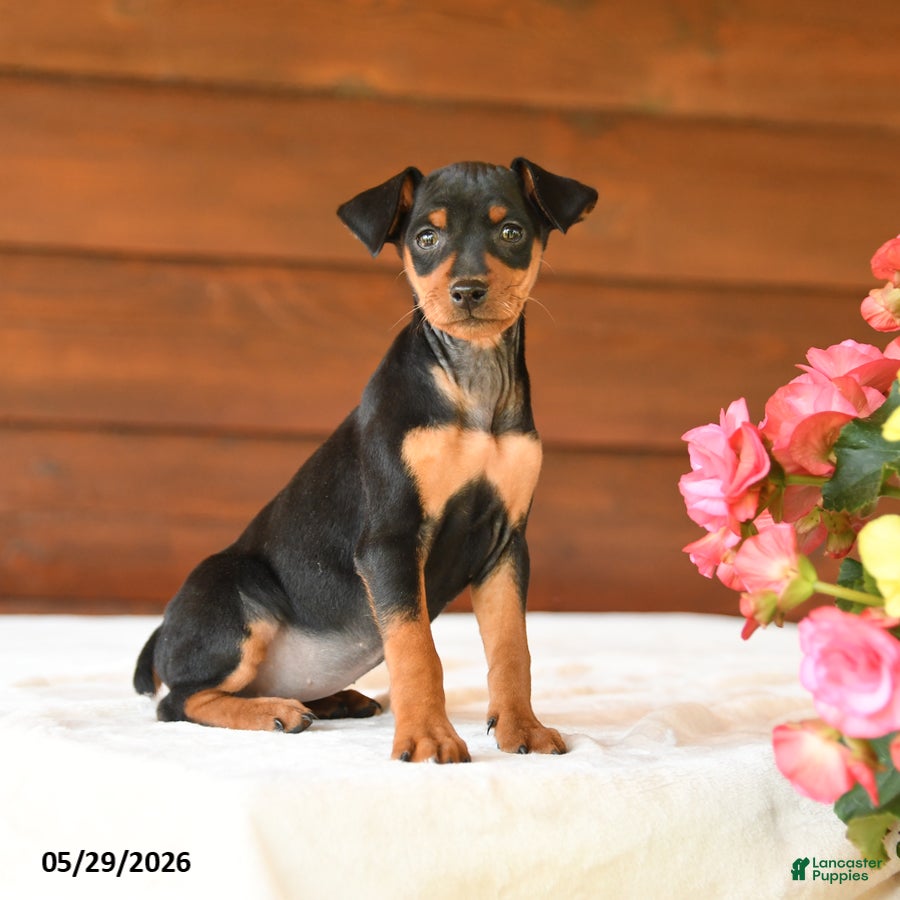 Miniature Pinscher dogs Cuddles - Ad 1