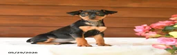 Miniature Pinscher dogs for sale: Cuddles - Ad 1