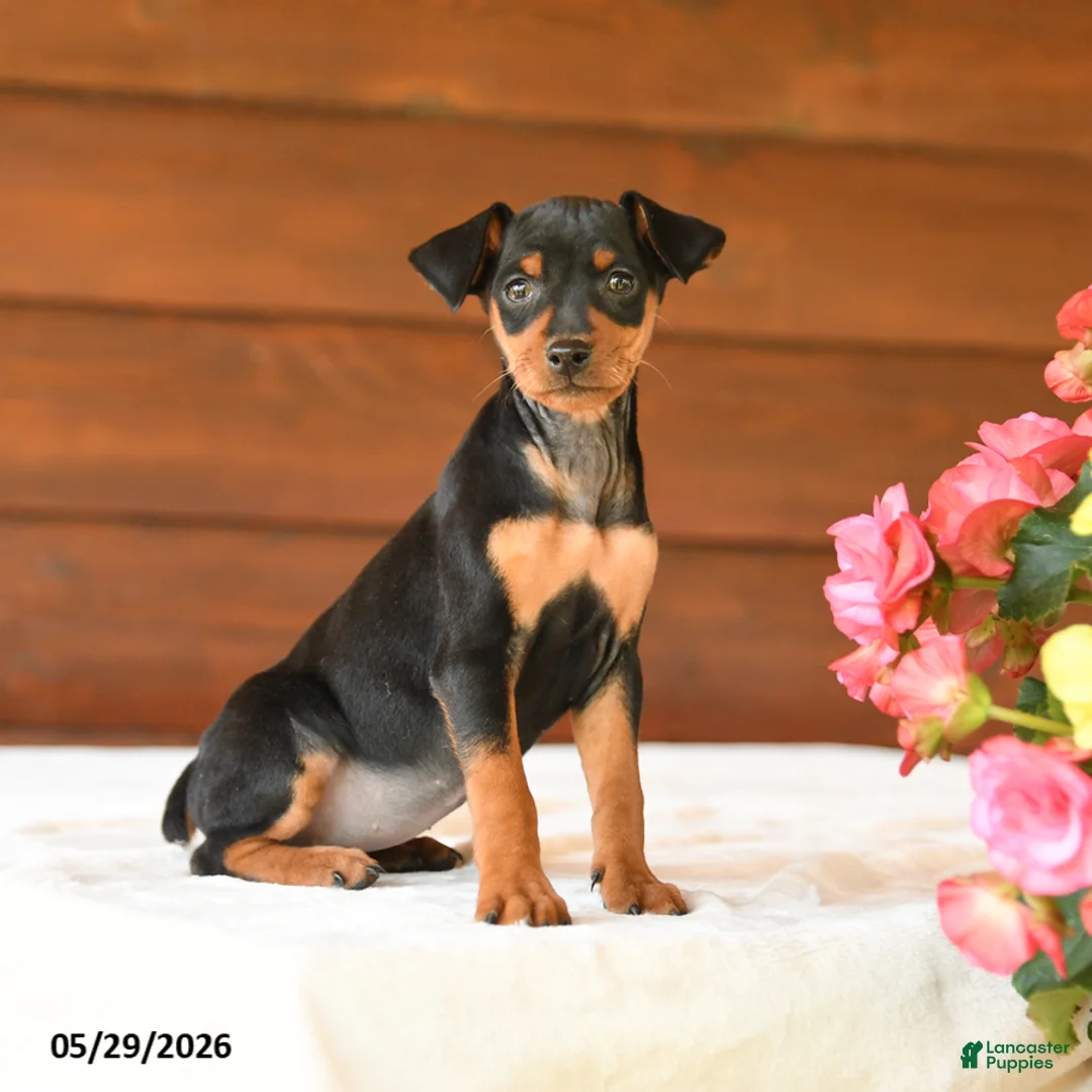 Miniature Pinscher dogs for sale: Cuddles - Ad 1