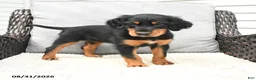 Mixed Breed dogs for sale: Kacy - Ad 3