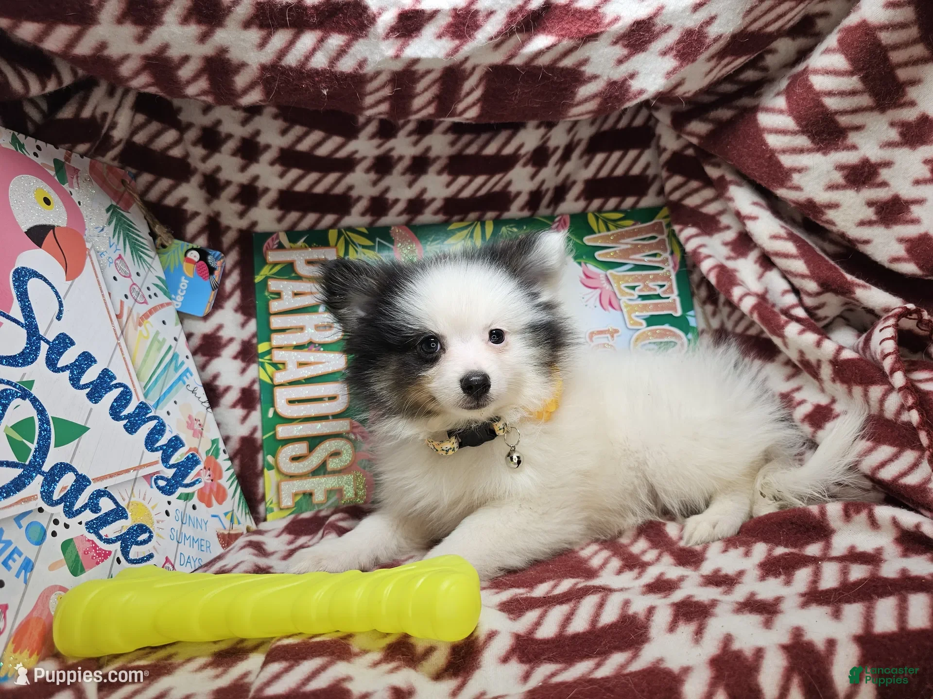 Pomeranian dogs for sale: Al Thea (F tri) - Ad 4