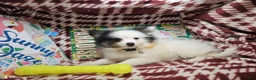Pomeranian dogs for sale: Al Thea (F tri) - Ad 2