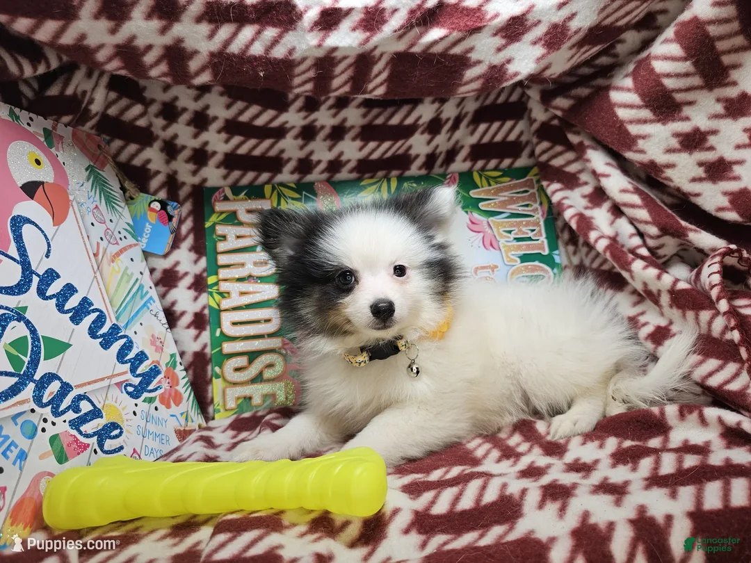 Pomeranian dogs for sale: Al Thea (F tri) - Ad 2