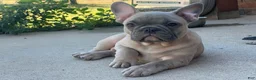 French Bulldog dogs for sale: Hank - Ad 11