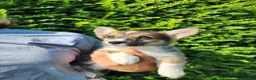 Welsh Corgi Pembroke dogs for sale: Cedar - Ad 4