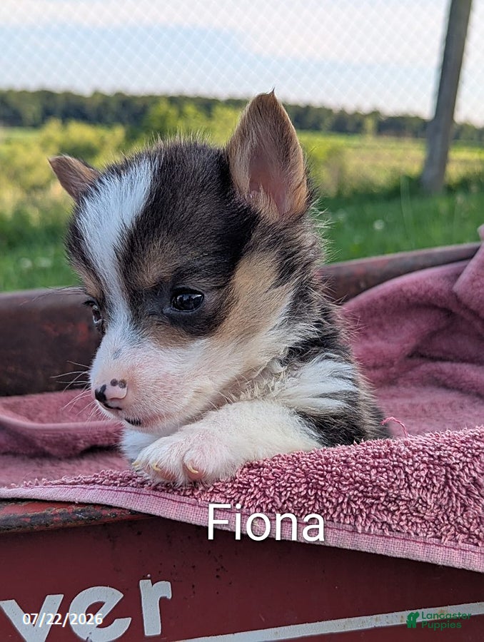Welsh Corgi Pembroke dogs Fiona - Ad 1