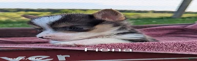 Fiona