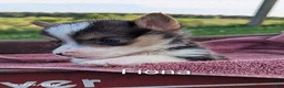 Welsh Corgi Pembroke dogs for sale: Fiona - Ad 1