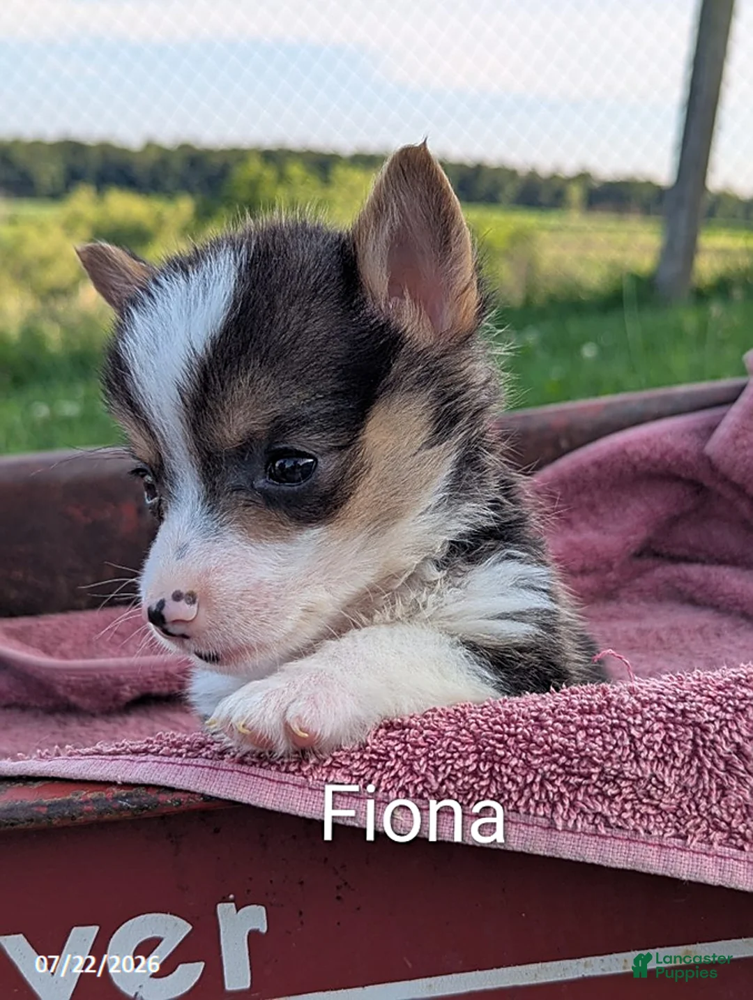Welsh Corgi Pembroke dogs for sale: Fiona - Ad 1