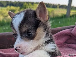 Welsh Corgi Pembroke dogs Fiona - Ad 1