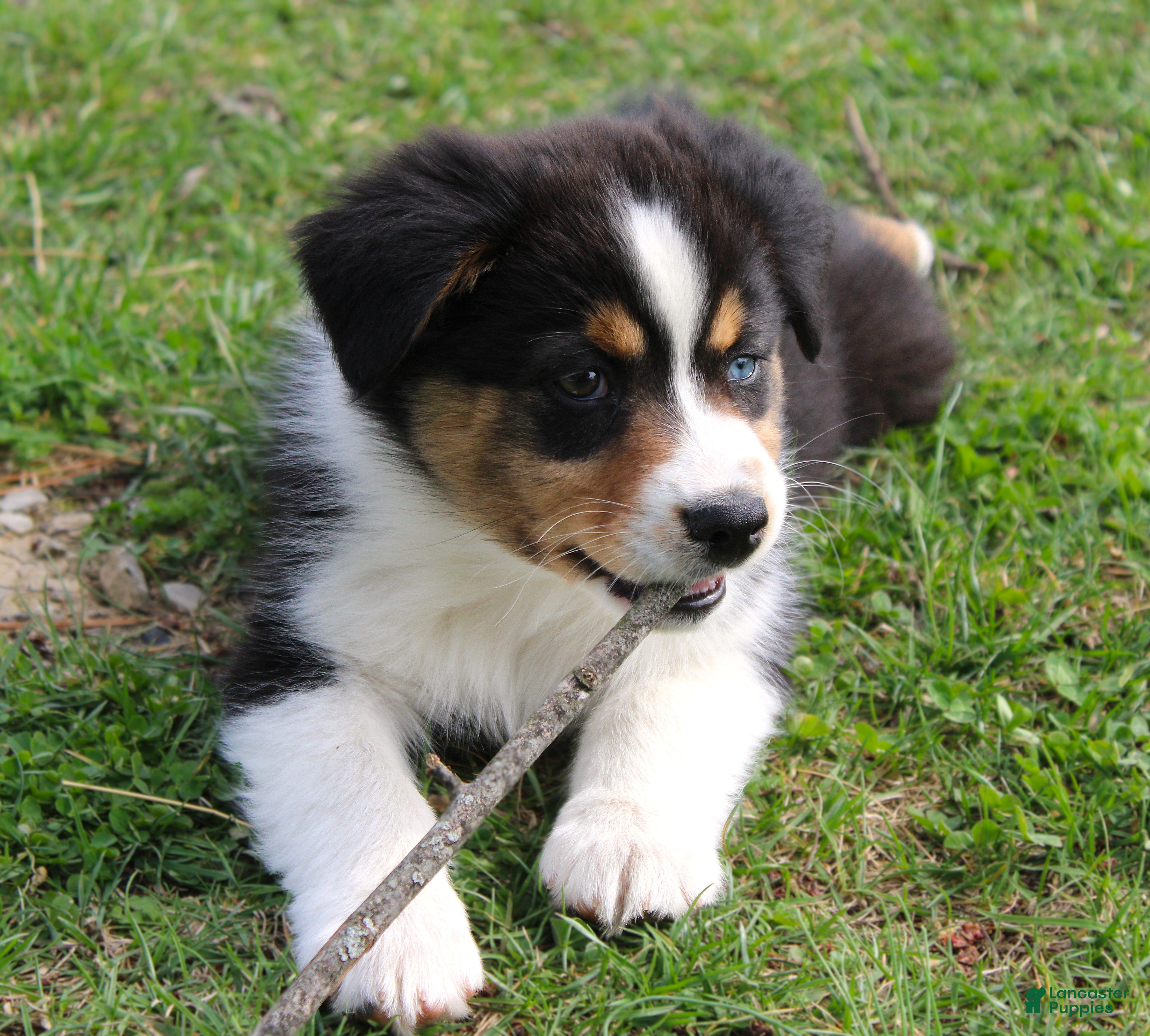 Australian Shepherd dogs Twig - Ad 1