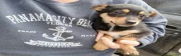 Chiweenie dogs for sale: Petite Lila - Ad 1