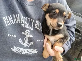 Chiweenie dogs Petite Lila - Ad 7