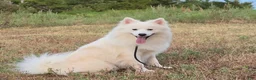 Pomsky dogs for sale: Aspen - Ad 2