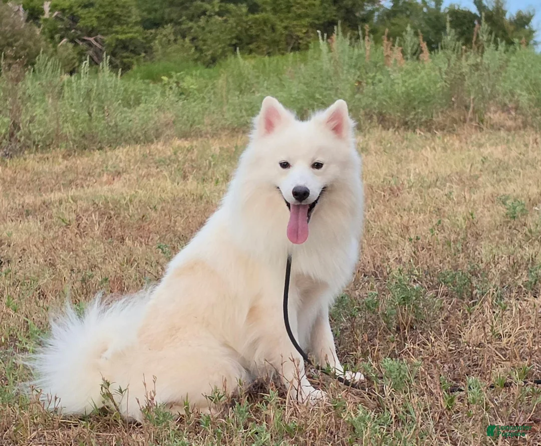Pomsky dogs for sale: Aspen - Ad 2