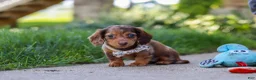 Miniature Dachshund dogs for sale: Chloe - Ad 7