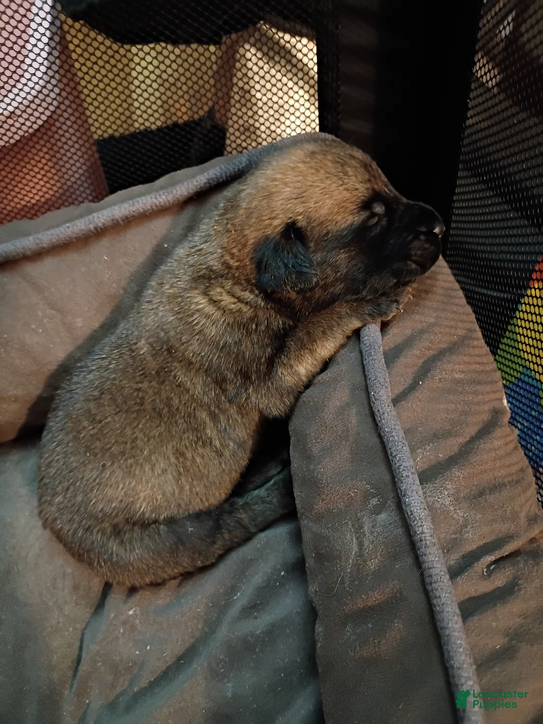 Mixed Breed dogs for sale: Mixed Breed Puppy 3 - Ad 1