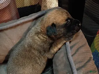 Mixed Breed dogs Mixed Breed Puppy 3 - Ad 26