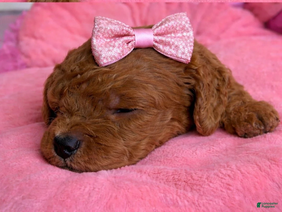 Standard Poodle dogs for sale: Lilac - Ad 6