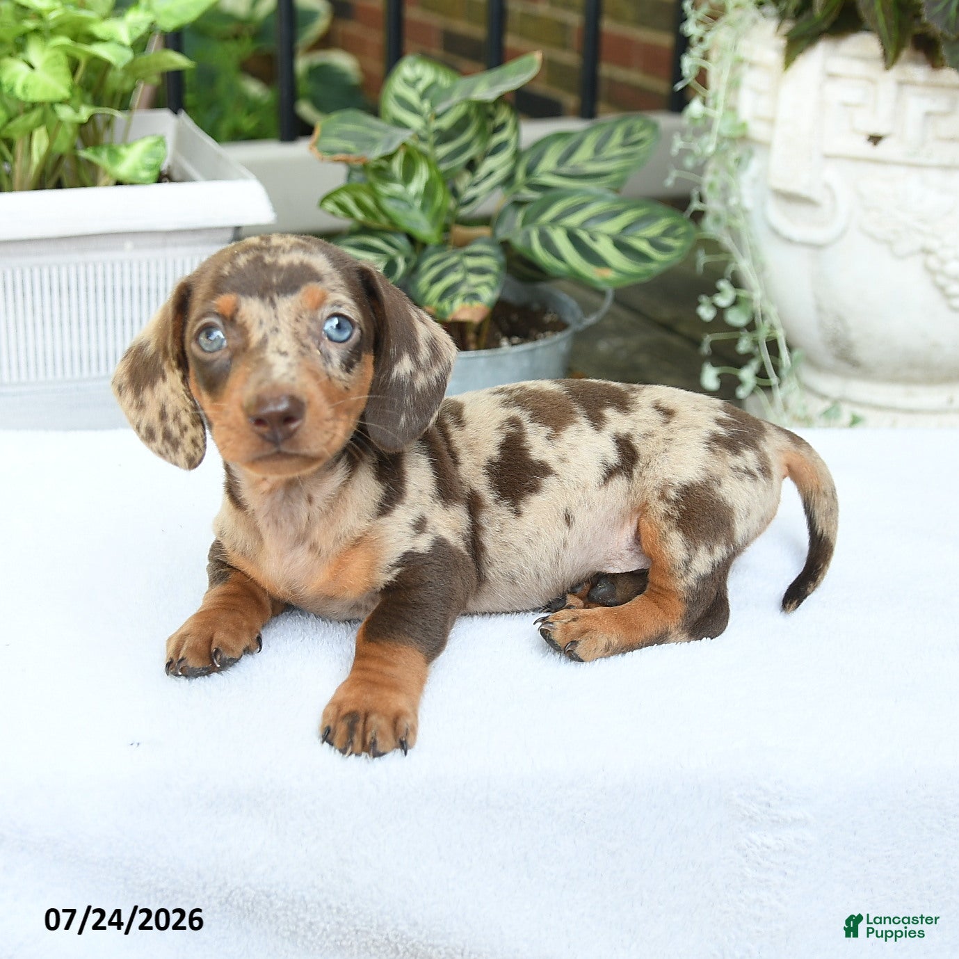 Miniature Dachshund dogs Duke - Ad 2