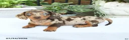 Miniature Dachshund dogs for sale: Duke - Ad 2