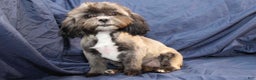 Shihpoo dogs for sale: Victoria - Ad 5
