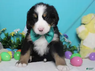 Bernese Mountain Dog dogs Moose - Ad 32