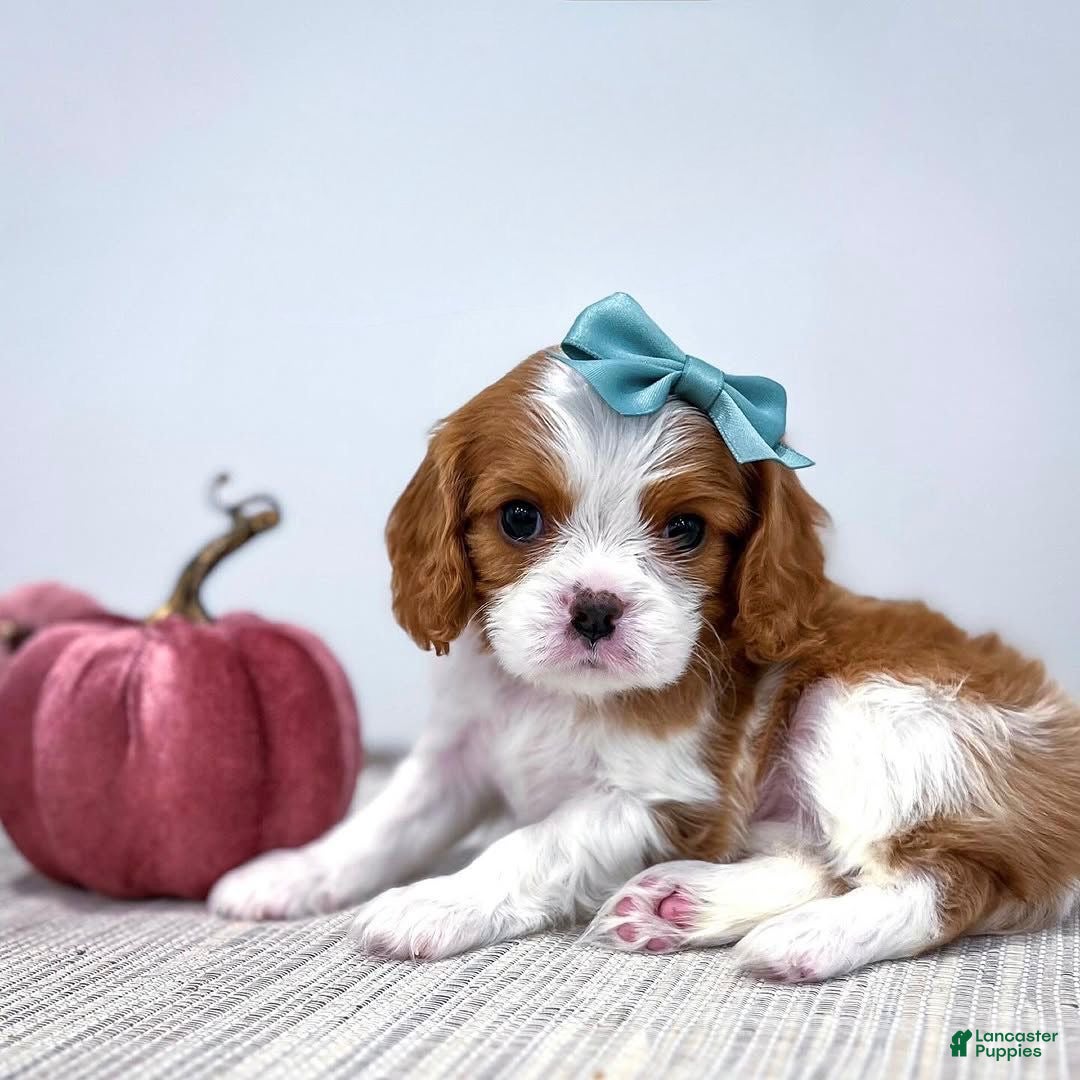 Cavalier King Charles Spaniel dogs Daisy  - Ad 1