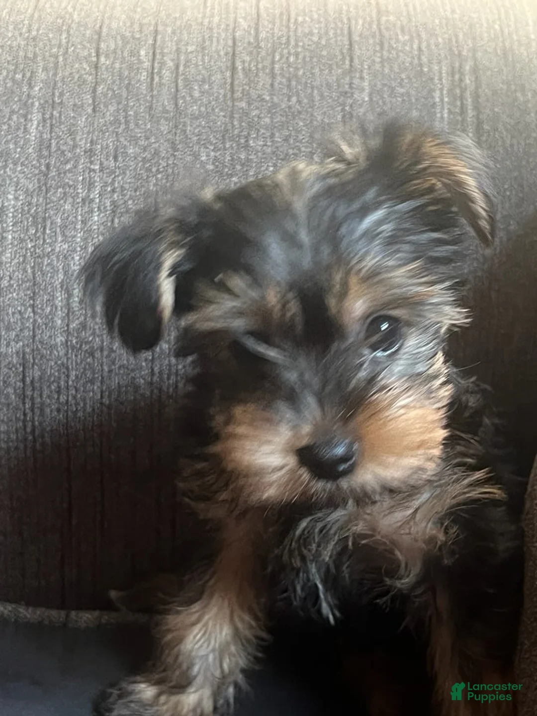 Yorkshire Terrier dogs for sale: Yorkshire Terrier Female - Ad 2