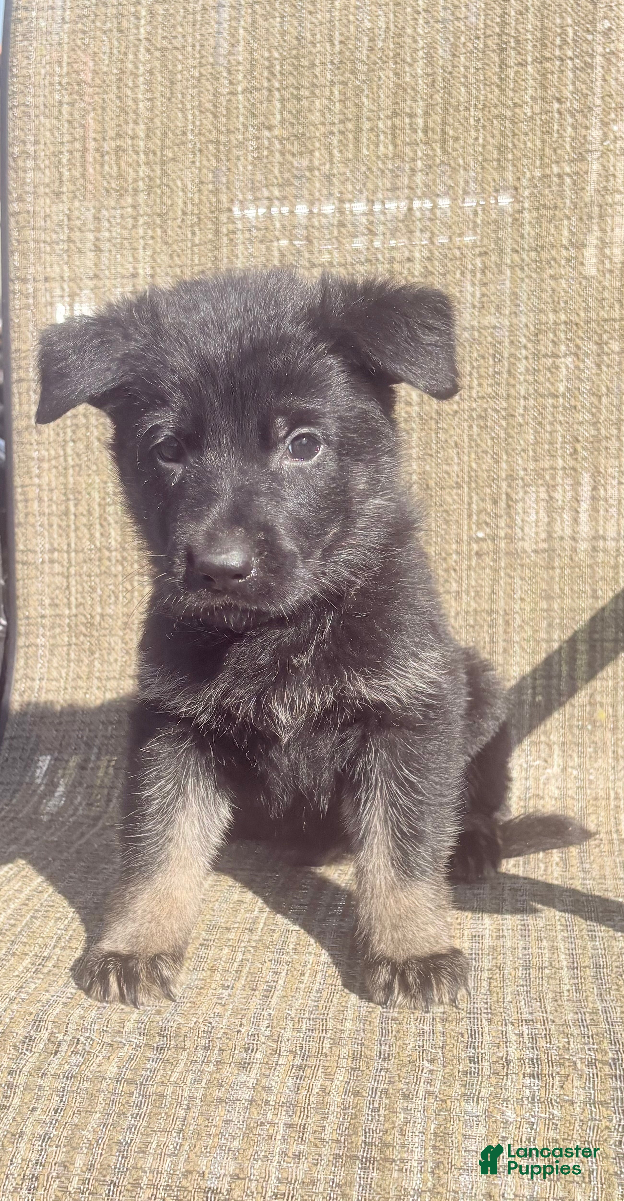 German Shepherd dogs for sale: Blue Collar - Ad 38